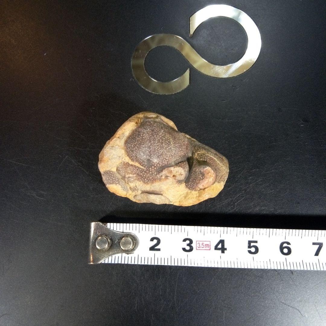 三葉虫　化石　fossil　ボリビア産　trilobite　ボリビア三葉虫郡⑧