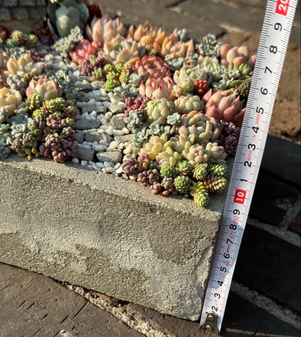 多肉植物　そのまま飾れる寄せ植え　箱庭