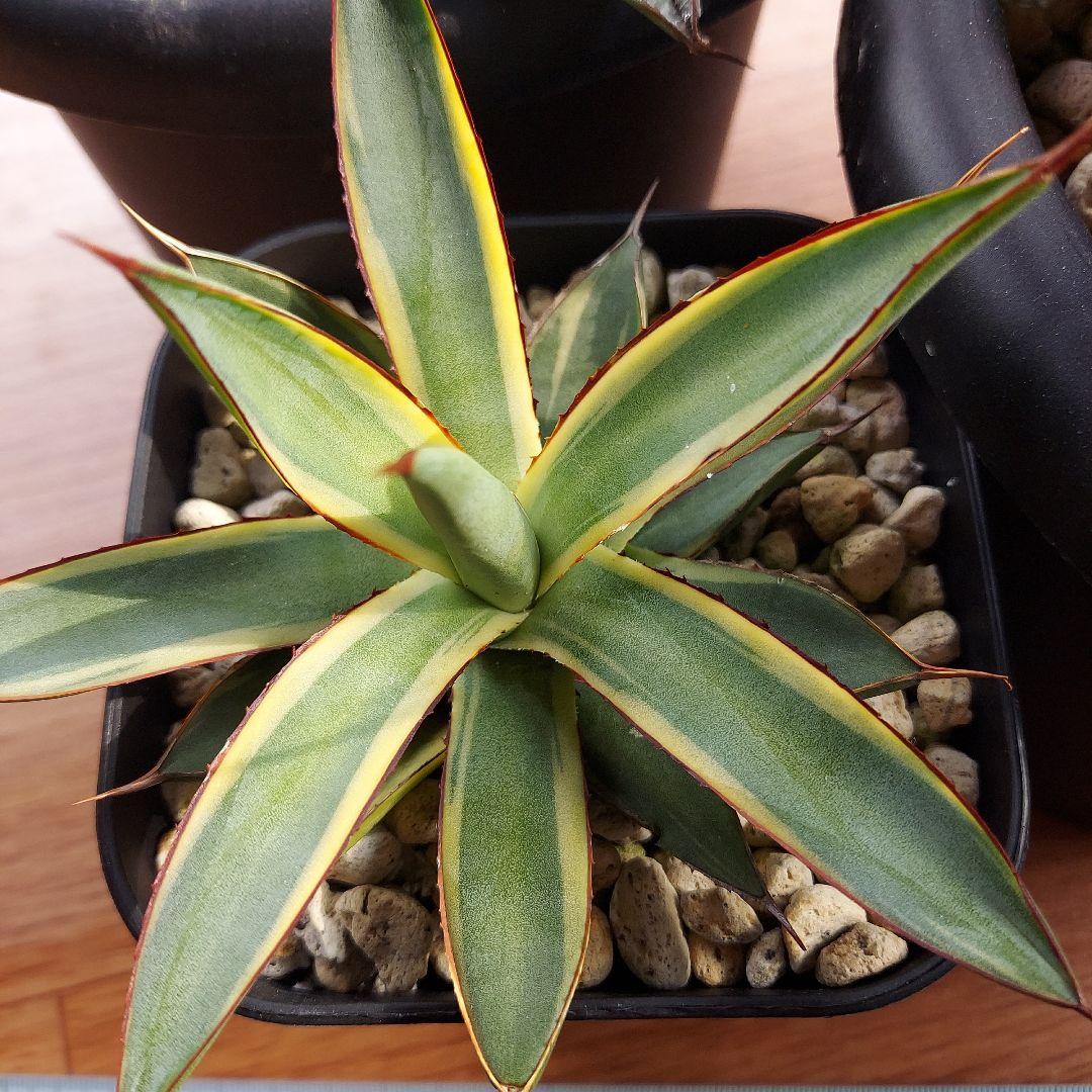 カスタムオーダー　同梱割引適用