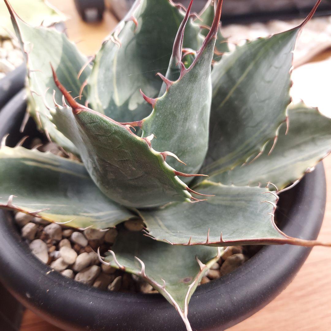 カスタムオーダー　同梱割引適用