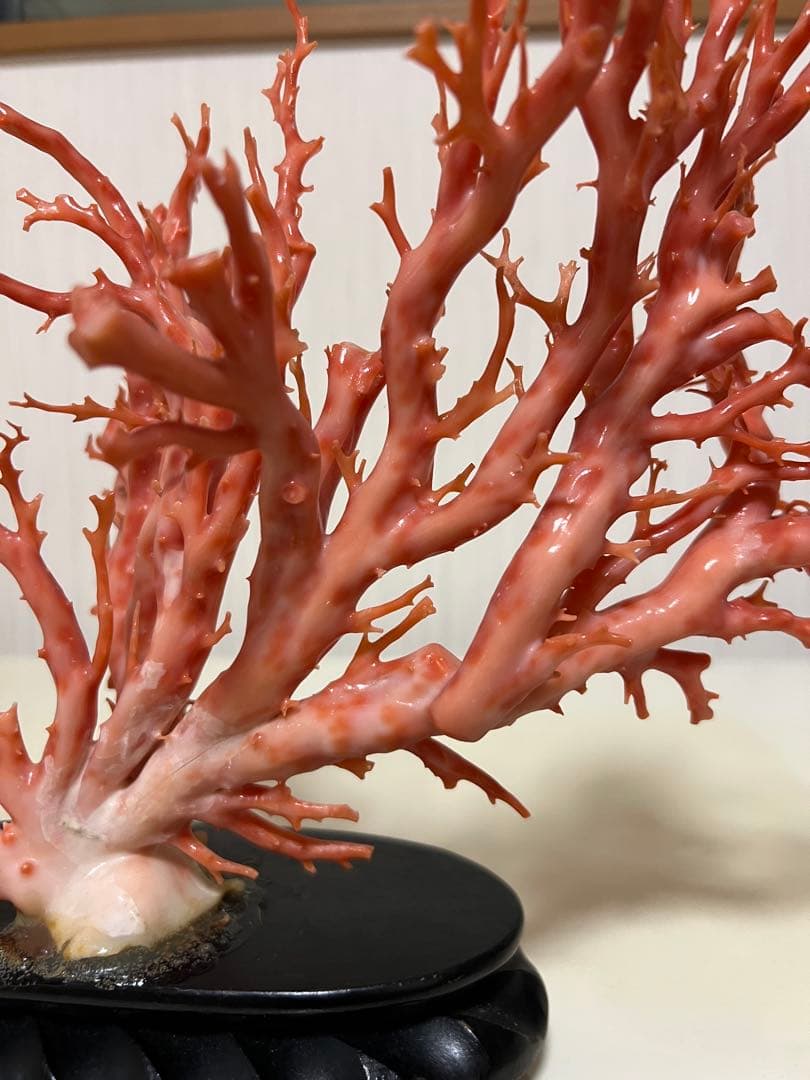 天然深海赤珊瑚　ピンク珊瑚 枝珊瑚　置物 宝石　原木　sango サンゴ　希少