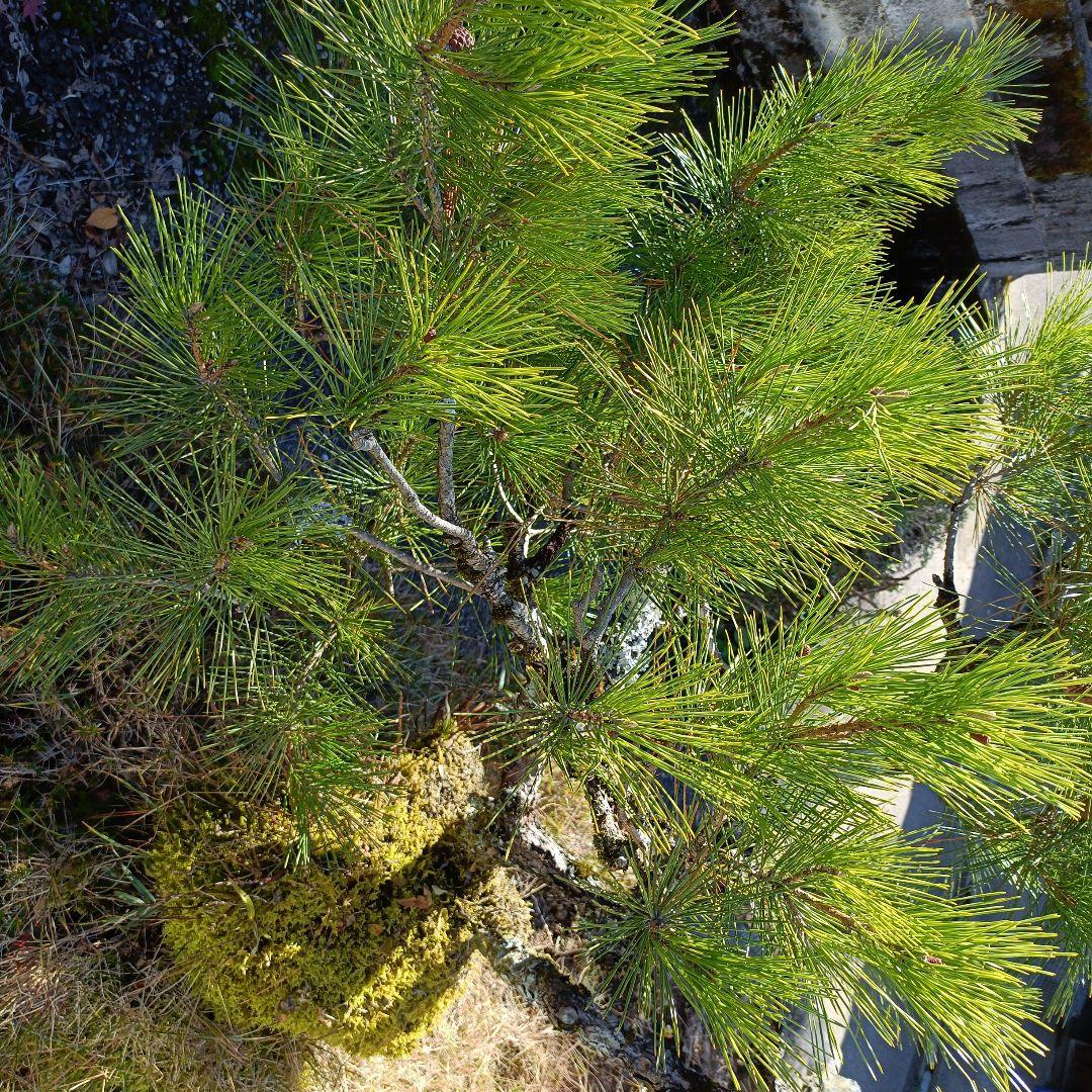 松の盆栽 大型 苔付き　石付け