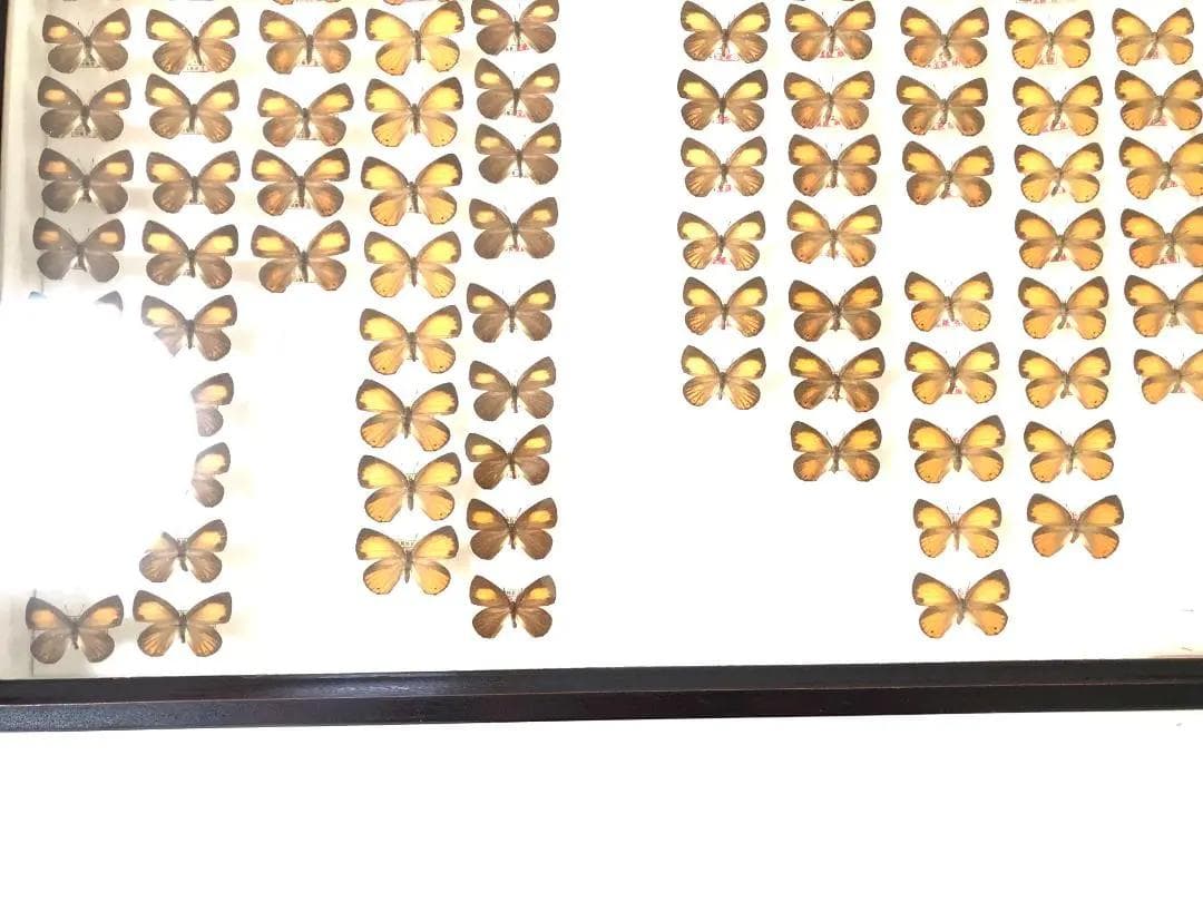 【ラスト1箱 チョウセンアカシジミ 115頭】蝶 標本 ドイツ箱 Tatsumi