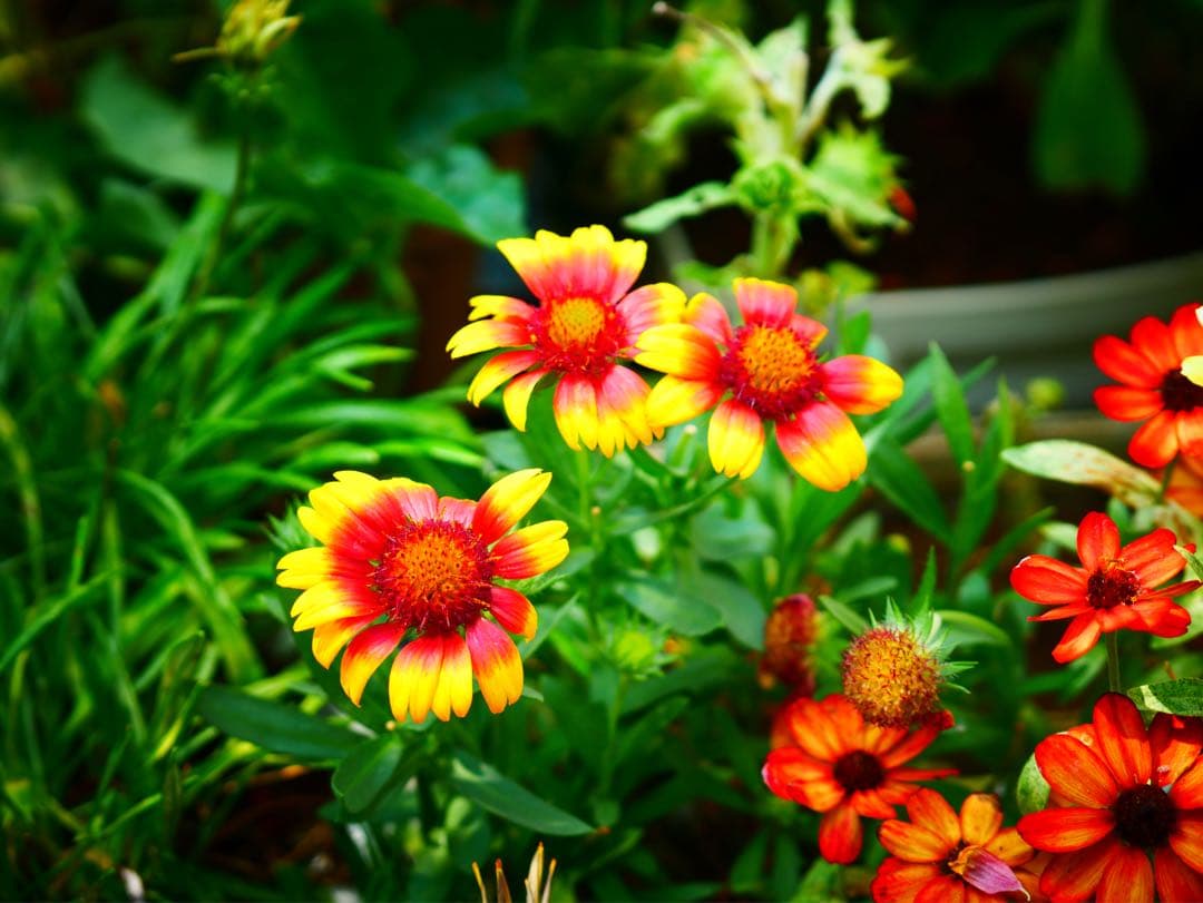 希少 LEICA DG NOCTICRON 42.5mm f/1.2 ASPH.