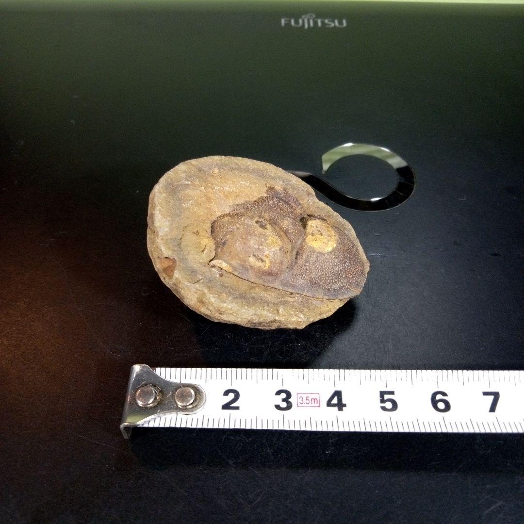 三葉虫　化石　fossil　海　ボリビア産　trilobite　ボリビア化石郡⑥