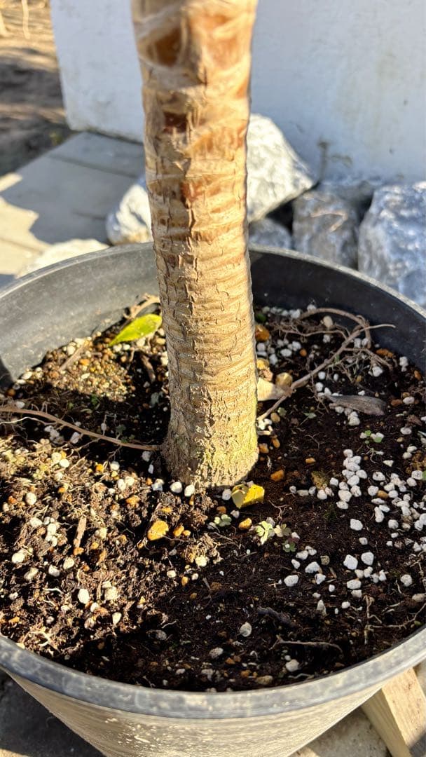 超大株！コルジリネ コーヒークラシック1.5M(鉢底から)期間限定セール☆品番C