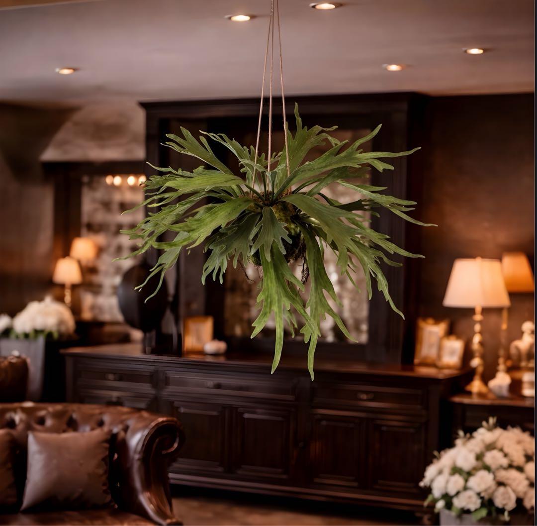 光触媒　人工観葉植物　ウォールグリーン　フェイクグリーン　コウモリランモスボール