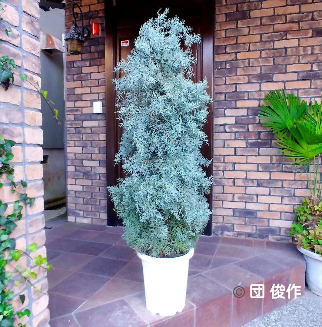 コニファーブルーアイス 苗木 大型165cm❗綺麗な葉色 シルバーブルー 優良株