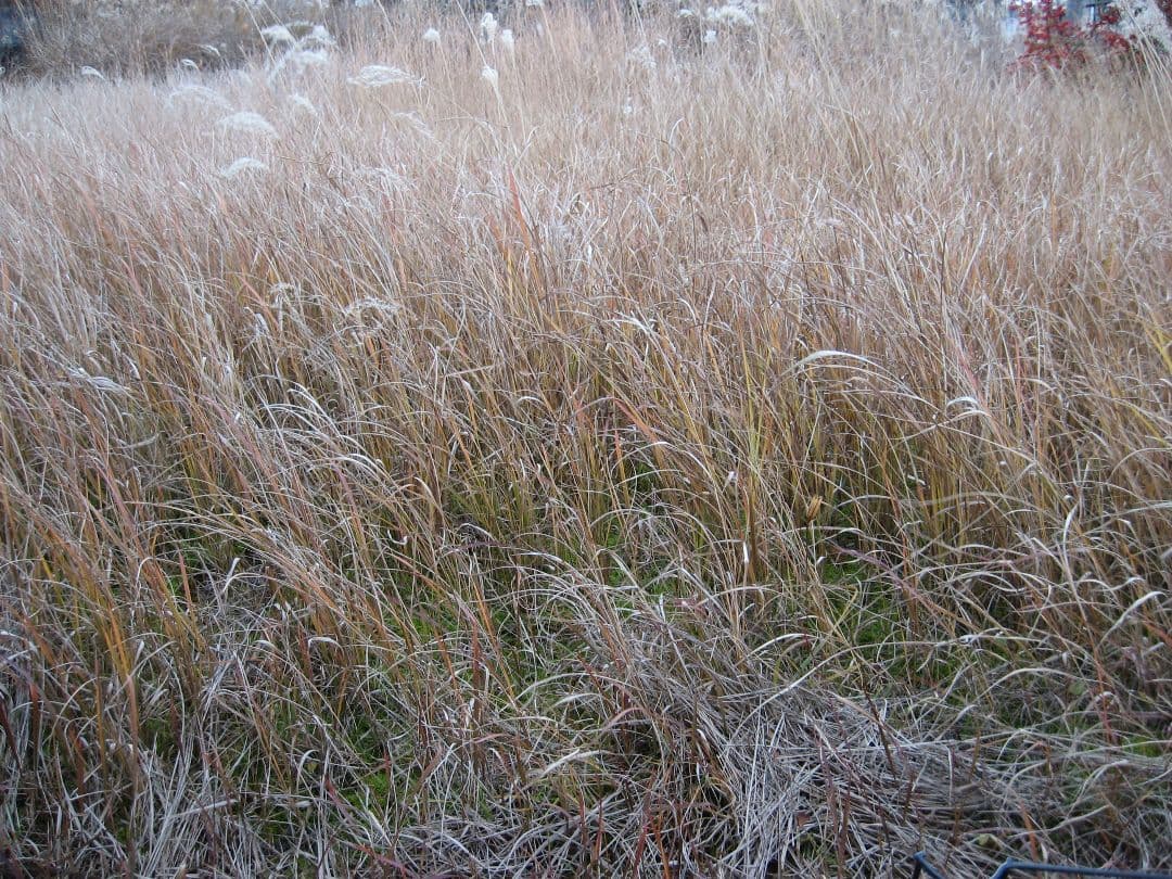 Canon PowerShot A540 動作確認済み　スマホ転送