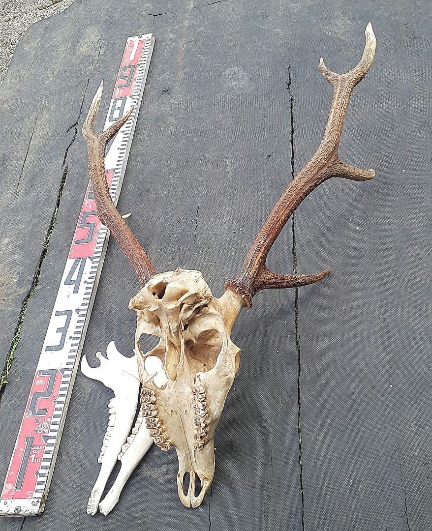 鹿　ニホンジカ　鹿角　剥製　頭骨　スカルトロフィー　頭蓋骨　ニホンジカ