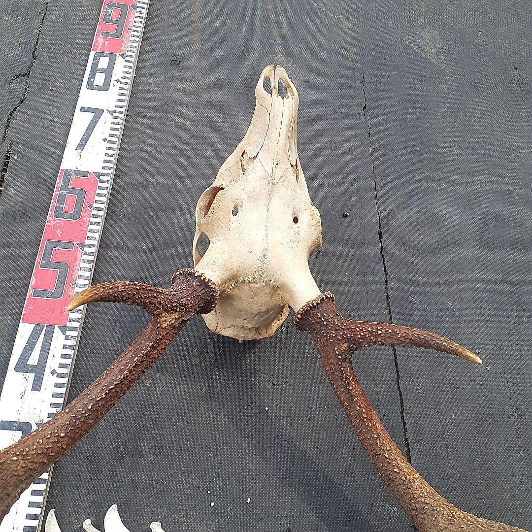 鹿　ニホンジカ　鹿角　剥製　頭骨　スカルトロフィー　頭蓋骨　ニホンジカ