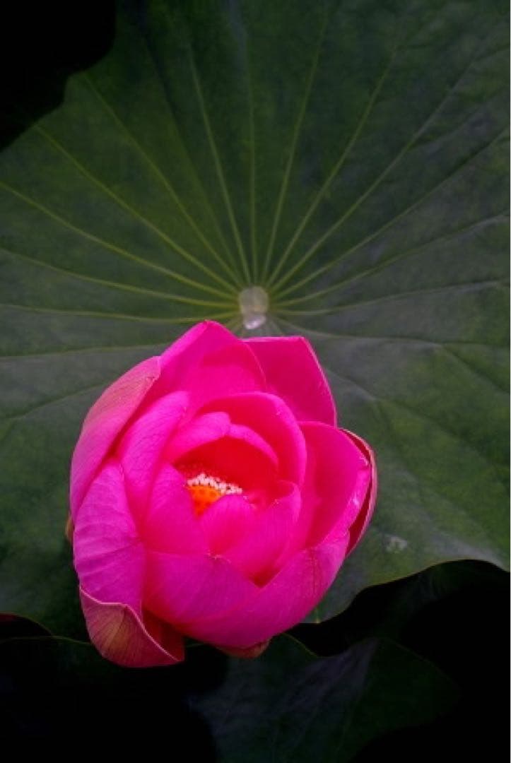 sonyEレンズ　銘品TAMRON28mm F2.8 BBARNikonフード付