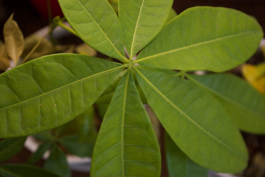 超美品 Pentax K200D + DA18-55mm レンズセット