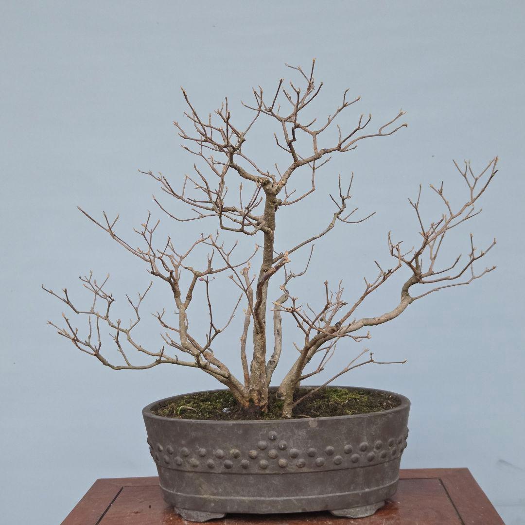 紫式部(コムラサキ)　[株立ち木]　中品盆栽