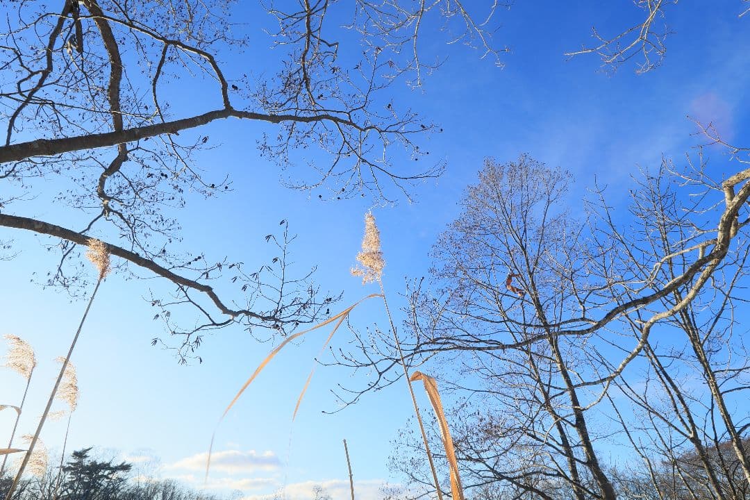 レンズ(単焦点) CANON EF 20mm F2.8 USM