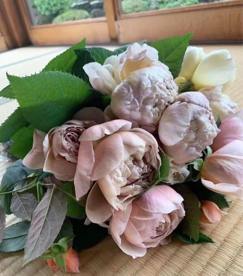 バラ　薔薇　バラ苗　和バラ　入手困難バラ