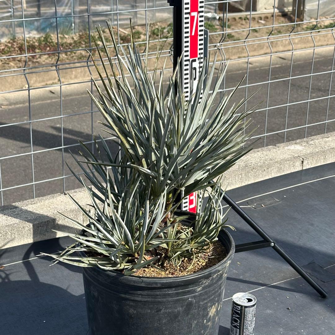 【引取り限定】チャメロプス • セリフェラ 【樹高:約70㎝】Feb02