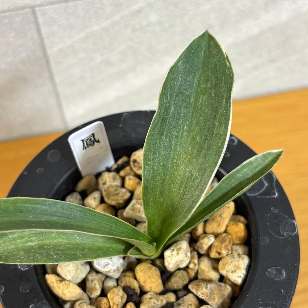 万年青　鳳　薄葉系　胡麻斑　銘鑑金文字