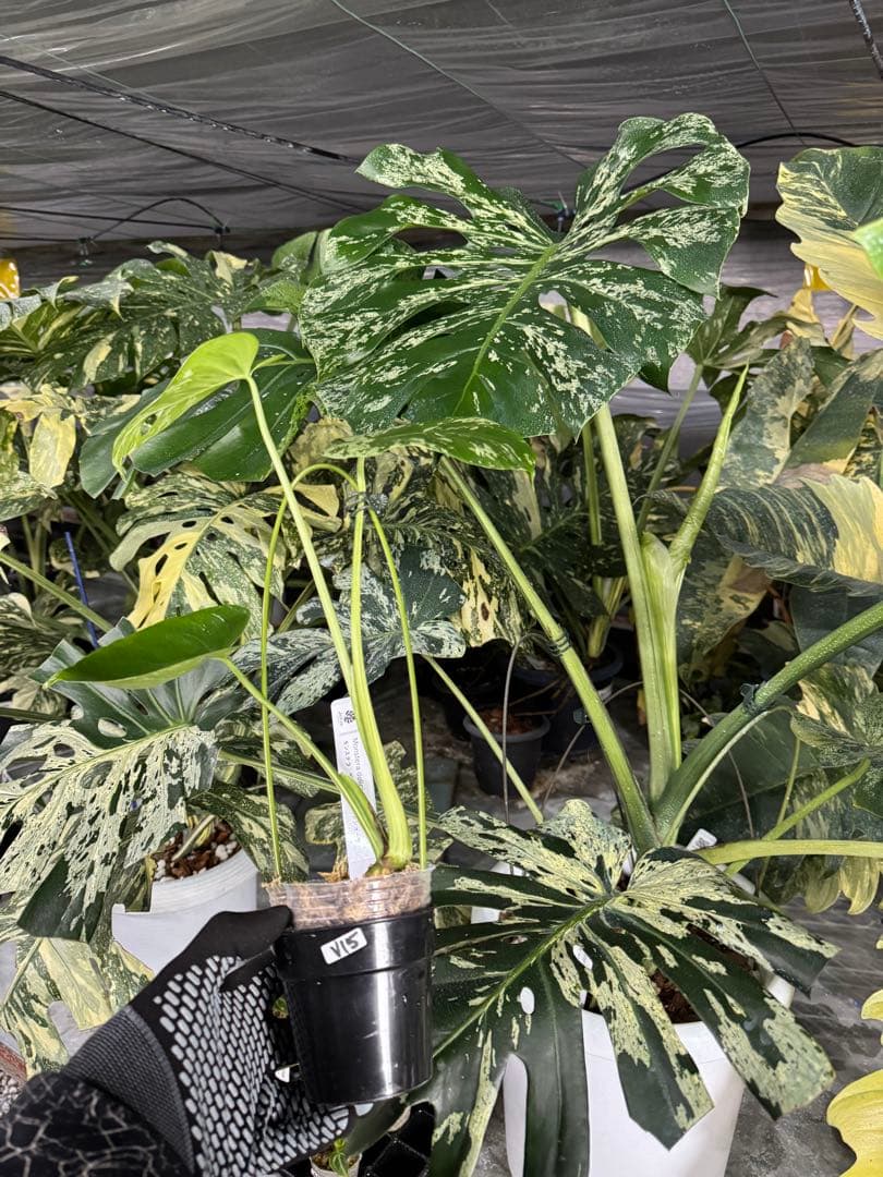 V15モンステラ　デリシオーサ　ベトシオーサ