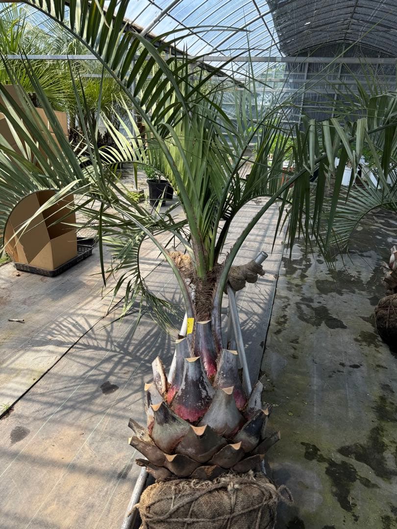 ココスヤシシルバーリーフ 【極太】葉先180cm 幹回り120cm 幹高50cm