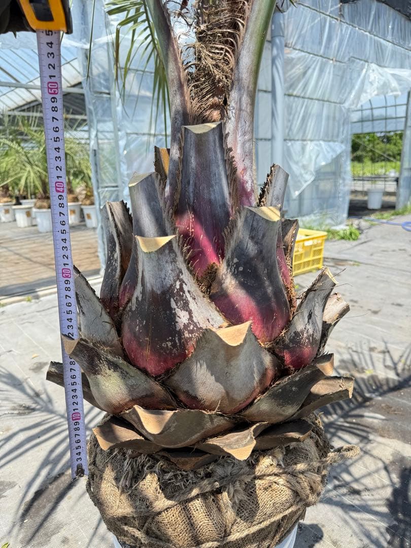 ココスヤシシルバーリーフ 【極太】葉先180cm 幹回り120cm 幹高50cm