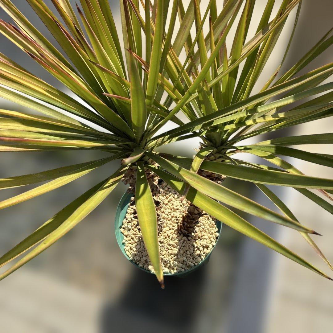 ユッカ　アロイフォリア