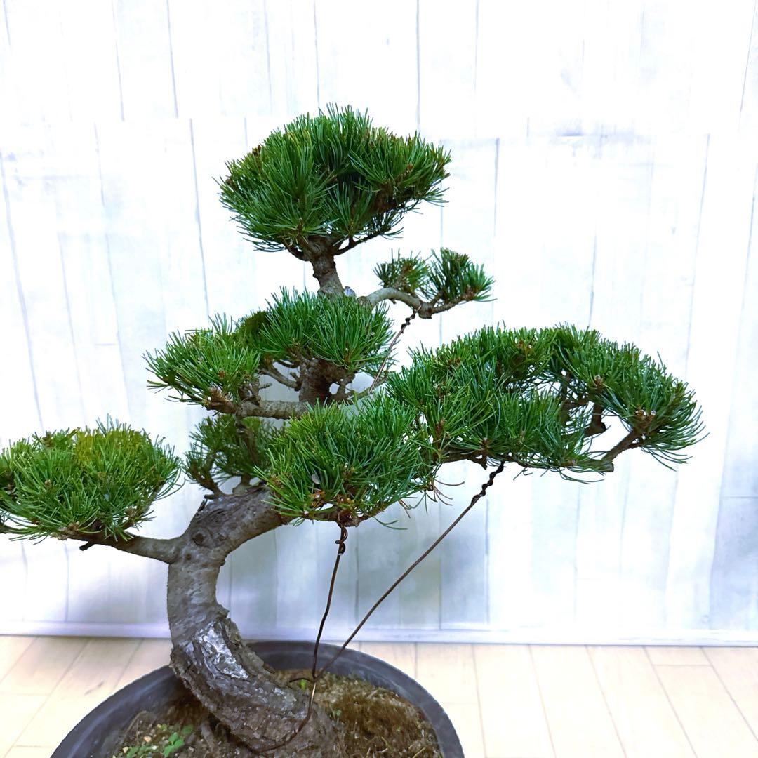 八房五葉松『盆栽』s
