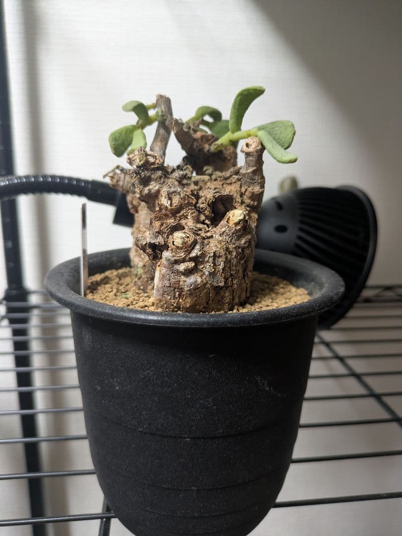 ケラリア ピグマエア 発根済み 鉢発送 大