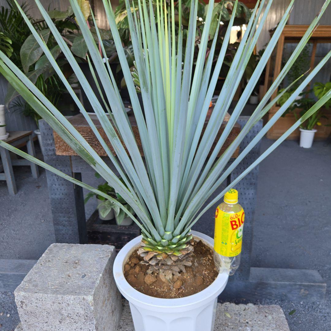 ①　ユッカ　リギダ　10号　特大苗木最高等級極上品‼️