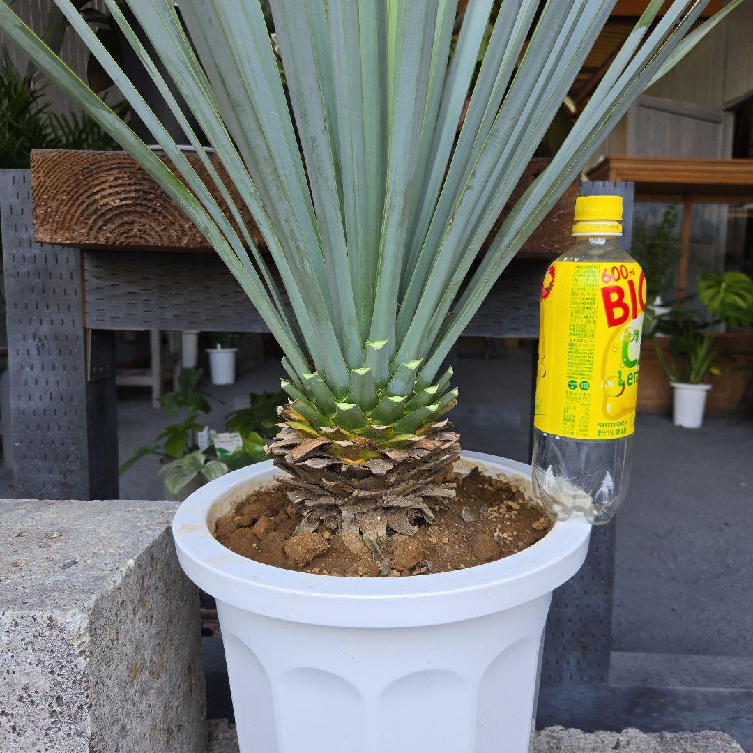 ①　ユッカ　リギダ　10号　特大苗木最高等級極上品‼️