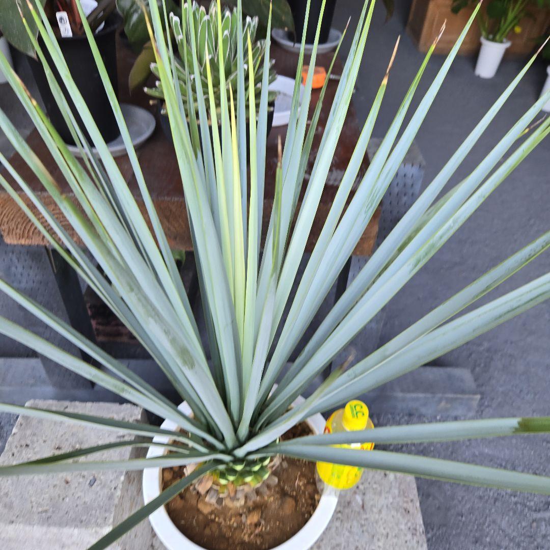 ①　ユッカ　リギダ　10号　特大苗木最高等級極上品‼️