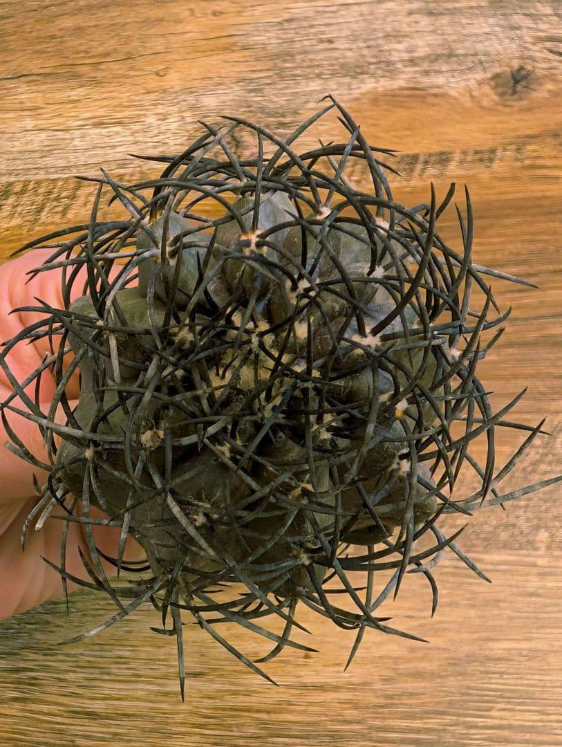 ゴ*ン様 【希少】コピアポア　グリセオビオラセア　栗星玉　現地球カキコ　発根済み