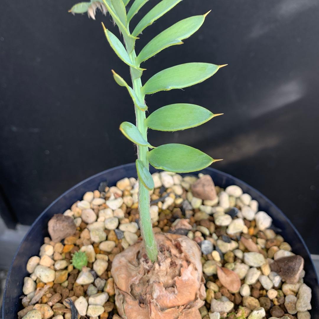 【南ア産・発根済】エンセファラルトス・ホリダス 約5cm｜No4-5