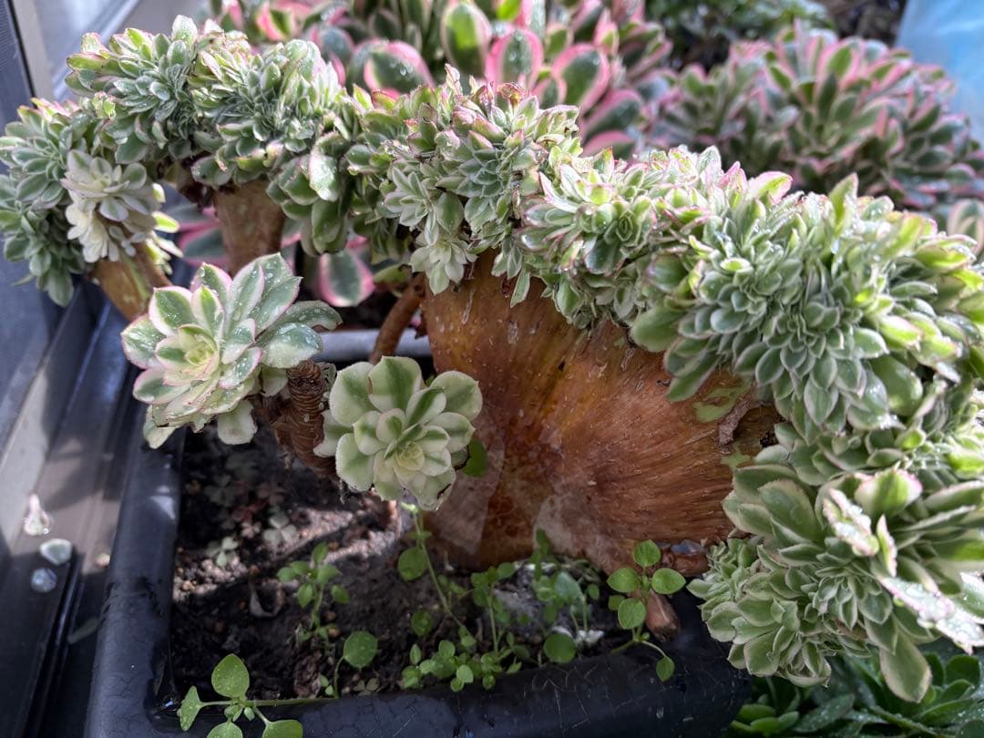 アエオニウム　傾城綴化