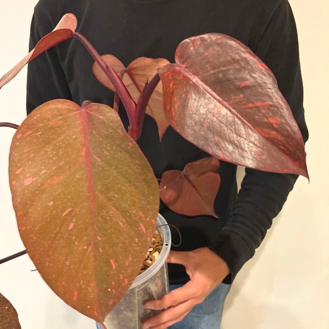 超希少❗️猫チップ植え替え済❗️フィロデンドロン　オレンジプリンセス✨