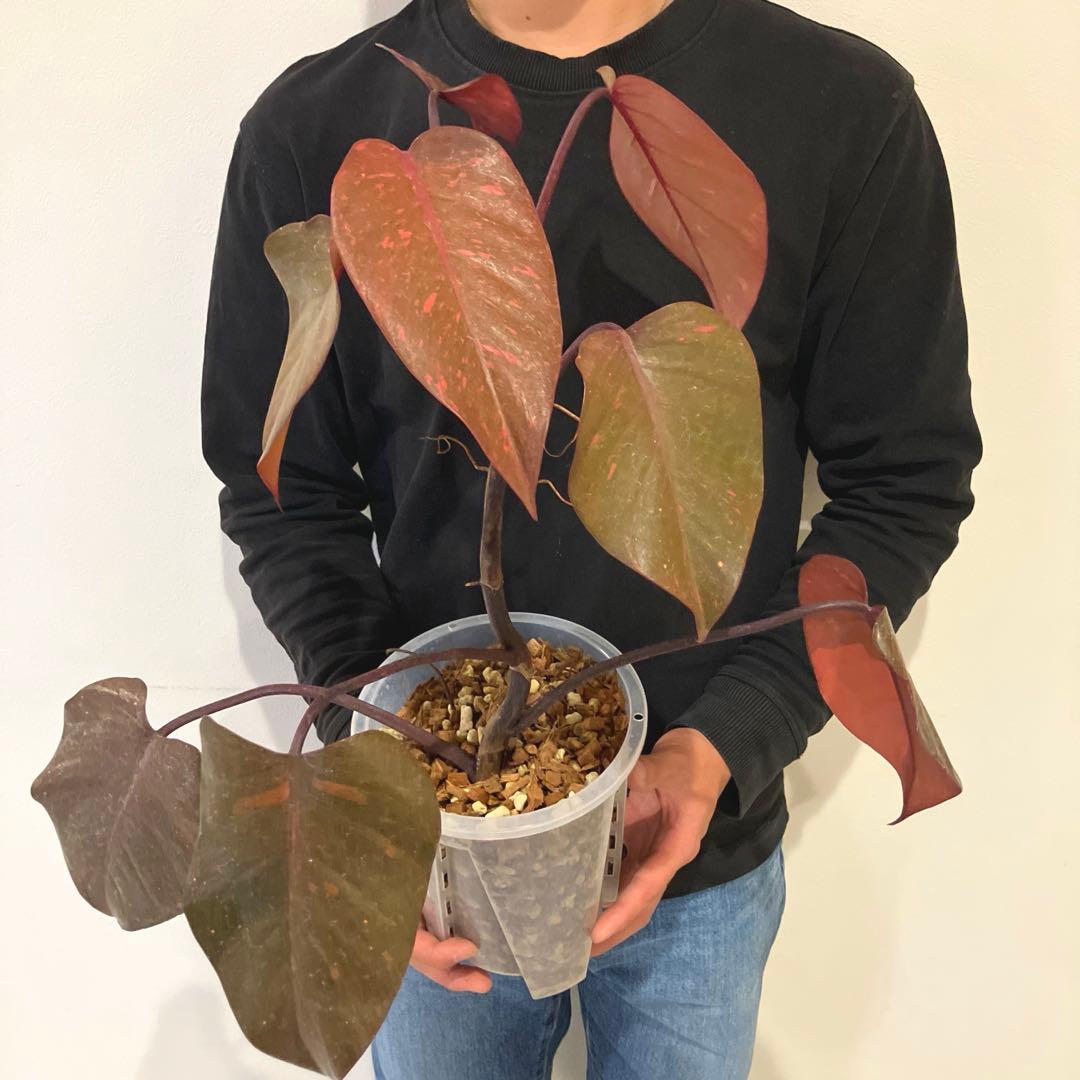 超希少❗️猫チップ植え替え済❗️フィロデンドロン　オレンジプリンセス✨