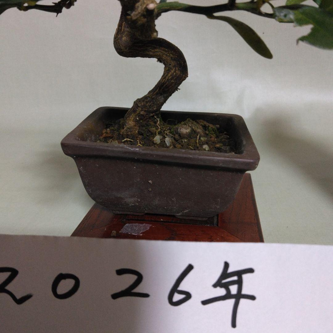 キンズ小品盆栽です。4個実が付いています。黒松盆栽、しんぱく盆栽、五葉松盆栽