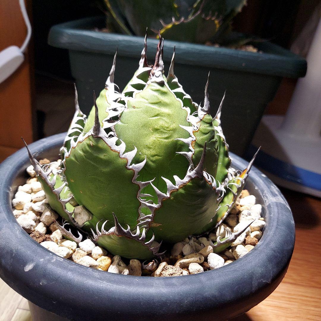 アガベ　ホリダ　陽炎　ボールタイプ　発根済み　鉢ごと発送　メルカリ便　ボタニカル