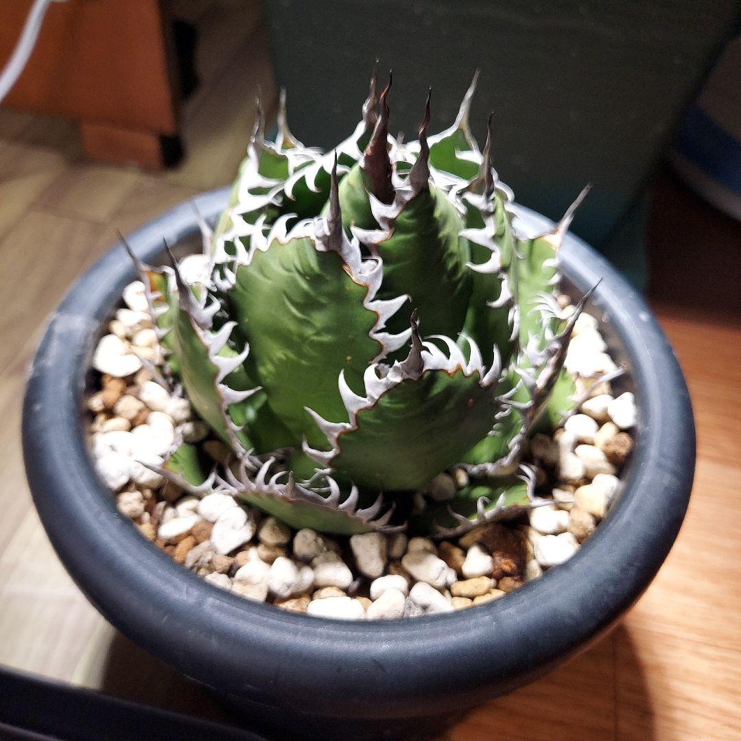 アガベ　ホリダ　陽炎　ボールタイプ　発根済み　鉢ごと発送　メルカリ便　ボタニカル