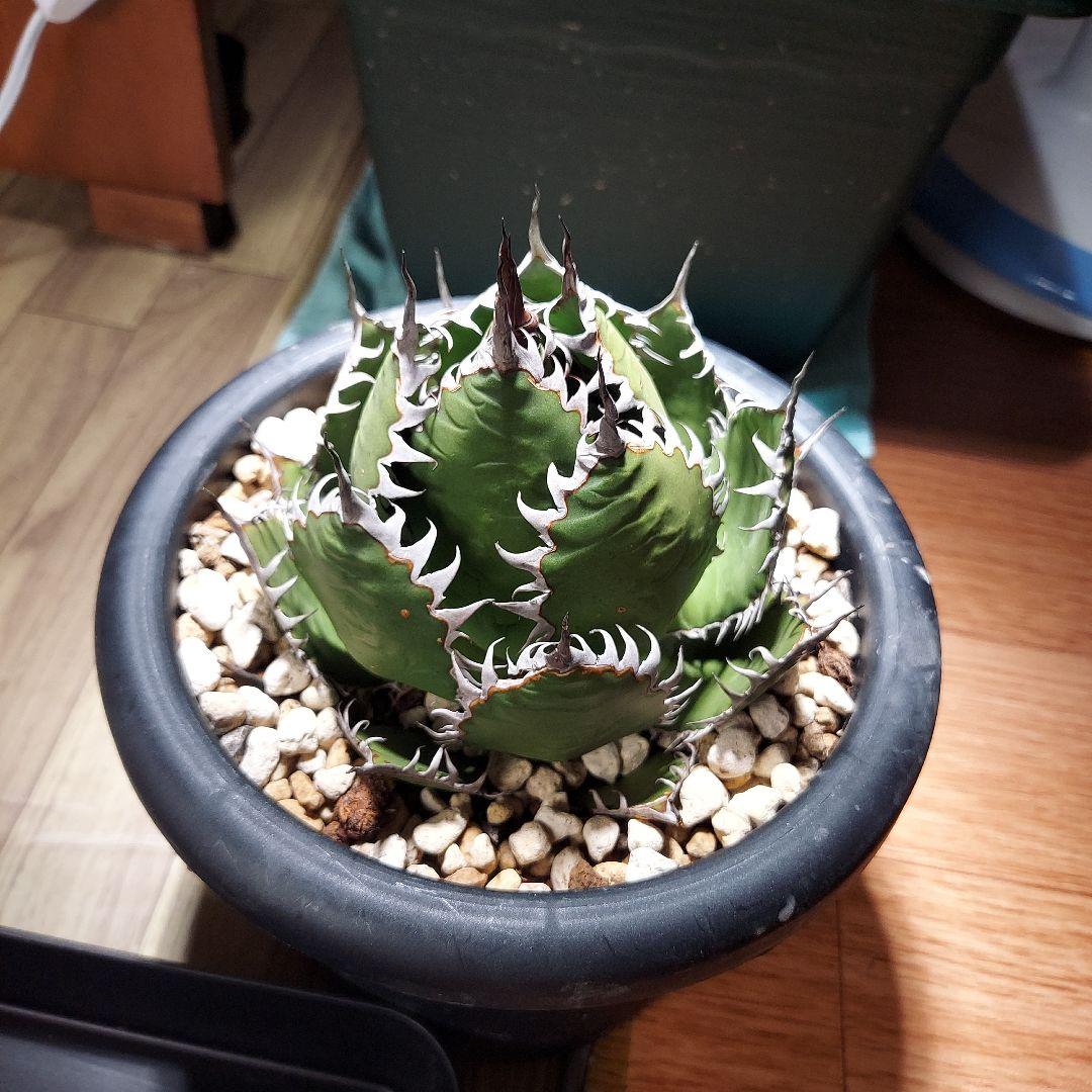 アガベ　ホリダ　陽炎　ボールタイプ　発根済み　鉢ごと発送　メルカリ便　ボタニカル