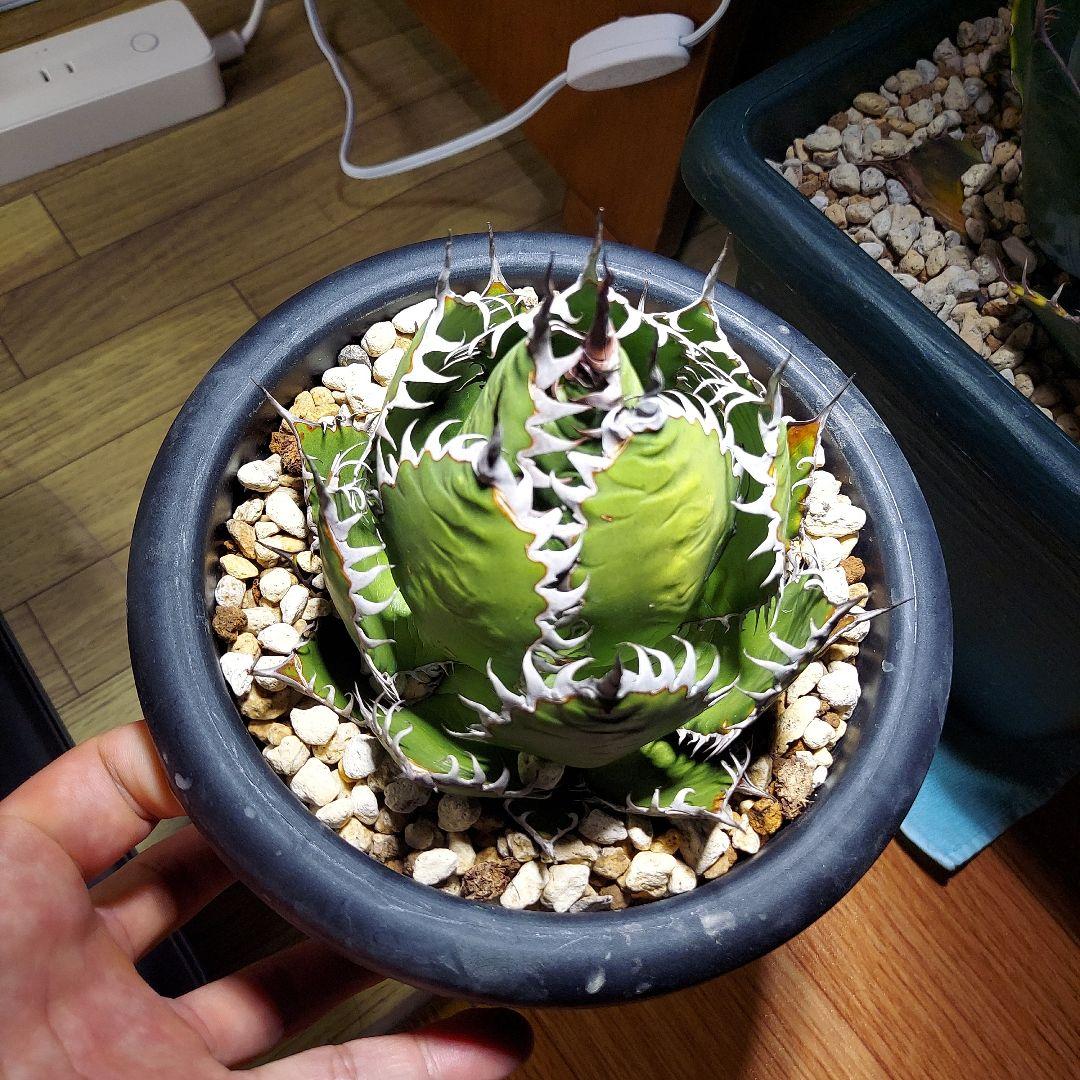 アガベ　ホリダ　陽炎　ボールタイプ　発根済み　鉢ごと発送　メルカリ便　ボタニカル