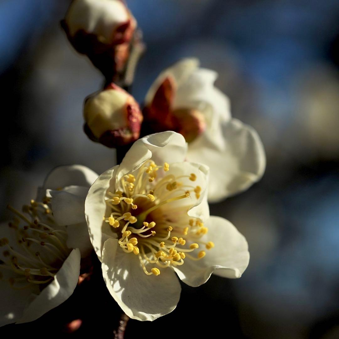 Nikon Ai-S Micro nikkor 55mm f/2.8 レンズ