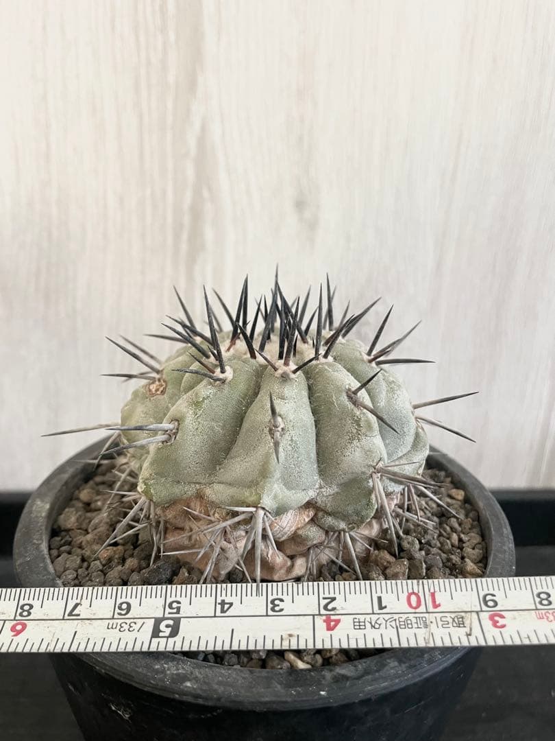 黒王丸　シネレア　コピアポア　発根済