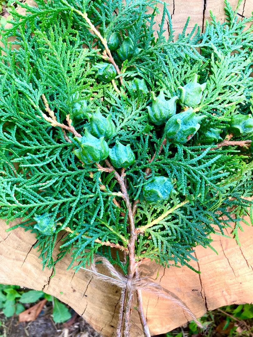 花材に！/天然ヒバ/ヒバぼっくり【金平糖のような可愛い実のついた枝葉】5〜6本