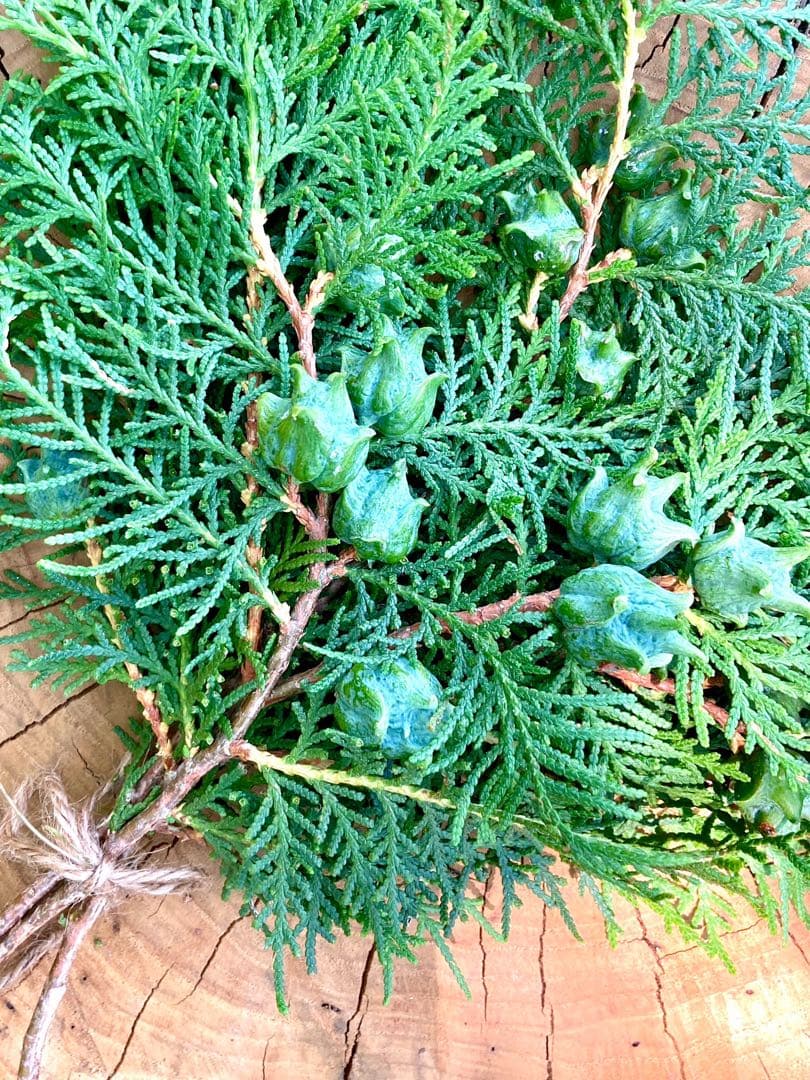 花材に！/天然ヒバ/ヒバぼっくり【金平糖のような可愛い実のついた枝葉】5〜6本