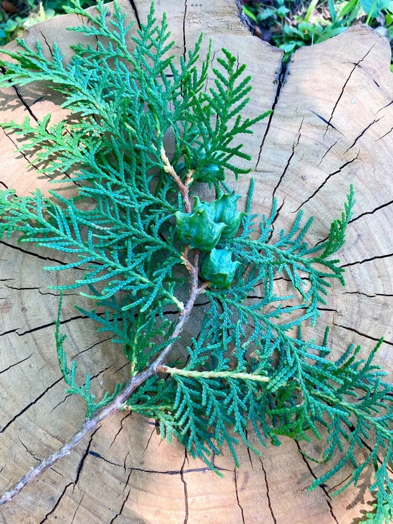 花材に！/天然ヒバ/ヒバぼっくり【金平糖のような可愛い実のついた枝葉】5〜6本