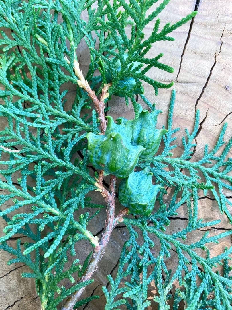 花材に！/天然ヒバ/ヒバぼっくり【金平糖のような可愛い実のついた枝葉】5〜6本