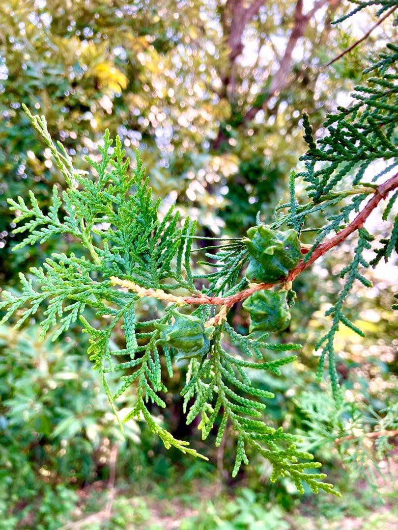 花材に！/天然ヒバ/ヒバぼっくり【金平糖のような可愛い実のついた枝葉】5〜6本