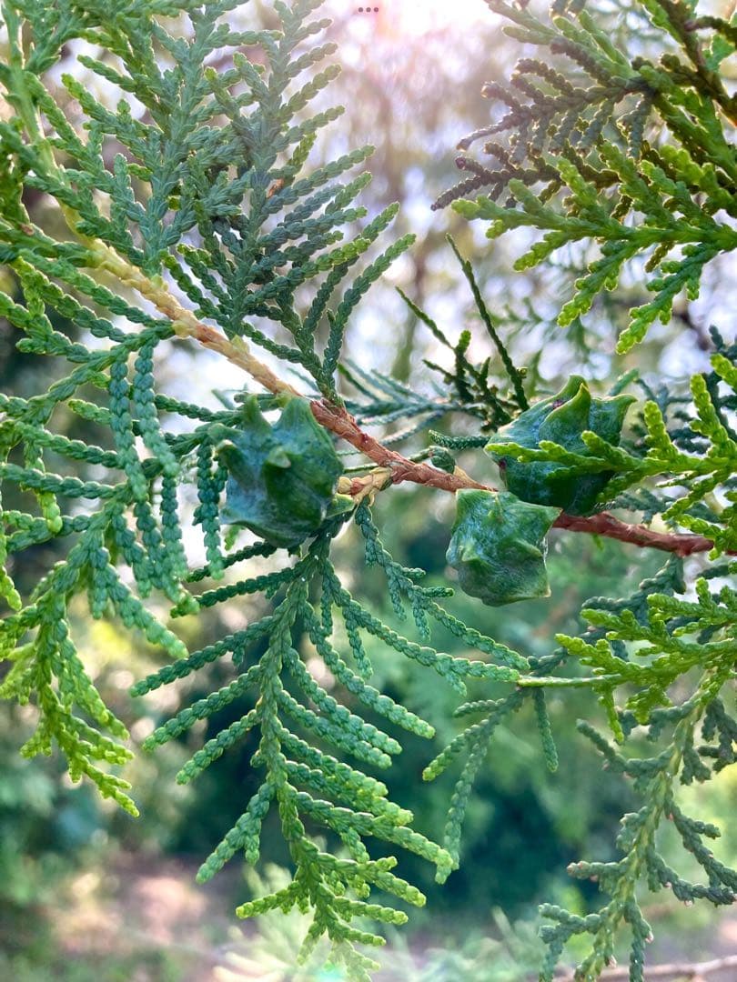 花材に！/天然ヒバ/ヒバぼっくり【金平糖のような可愛い実のついた枝葉】5〜6本