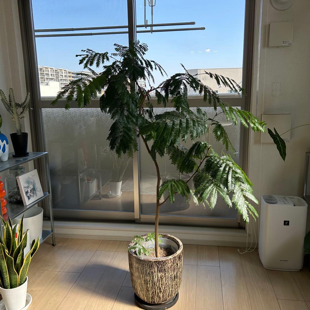 引取限定！【高級鉢カバー付き】大型エバーフレッシュ　観葉植物　曲がり